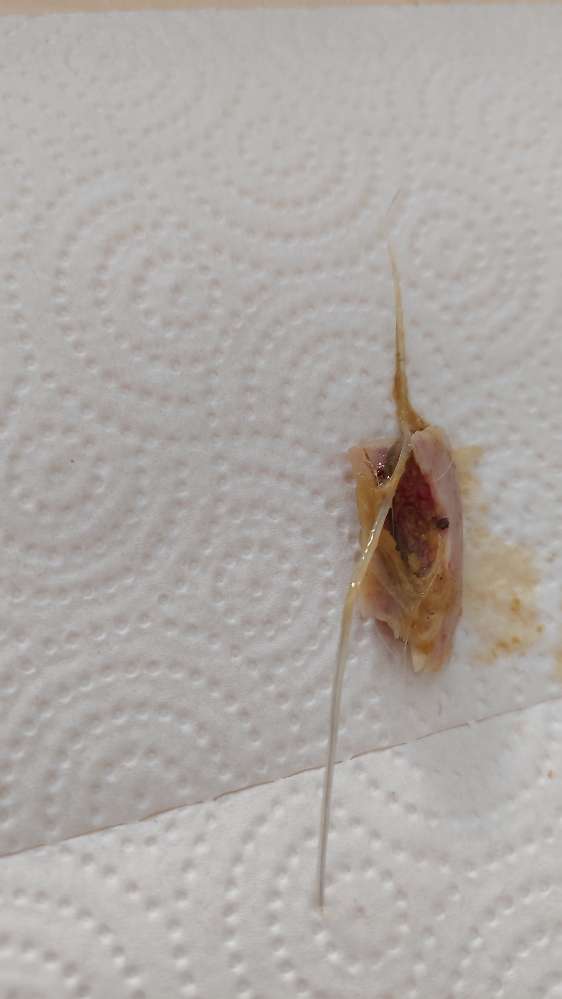 Giftköder-Giftköder-Profilbild