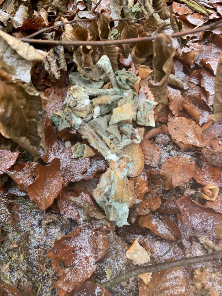 Giftköder-Knochen am Wegrand-Profilbild