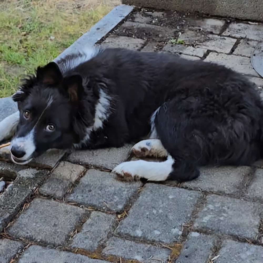 Hundetreffen-Lissy sucht Spielkameraden-Profilbild