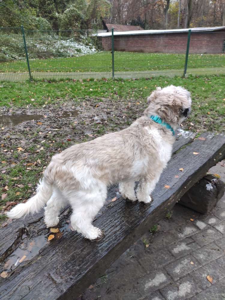 Hundetreffen-Sozialkontakte und Spaziergänge-Profilbild