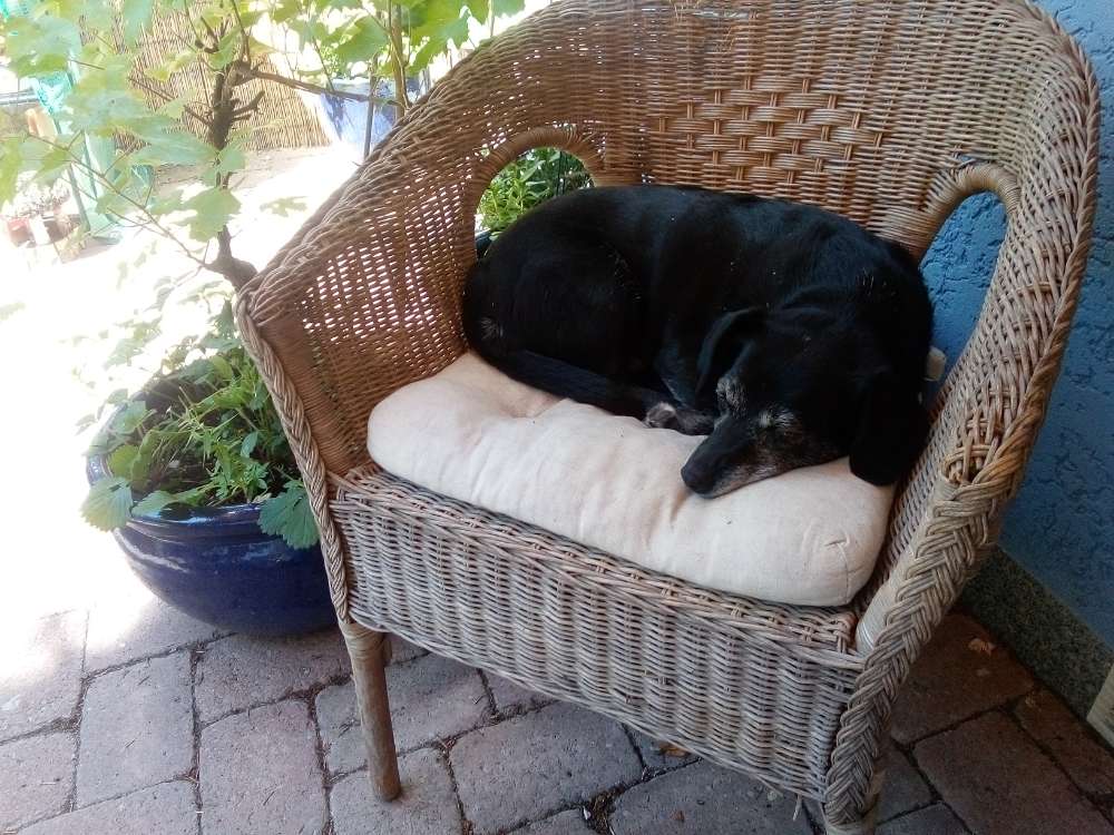 Hundetreffen-Gassirunde-Profilbild