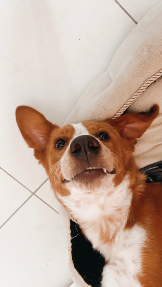 Hundetreffen-Gassirunde und Spieltreff für Junghunde-Profilbild