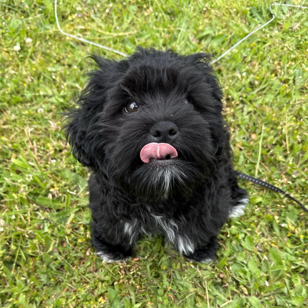 Hundetreffen-Sozialer Kontakt-Profilbild