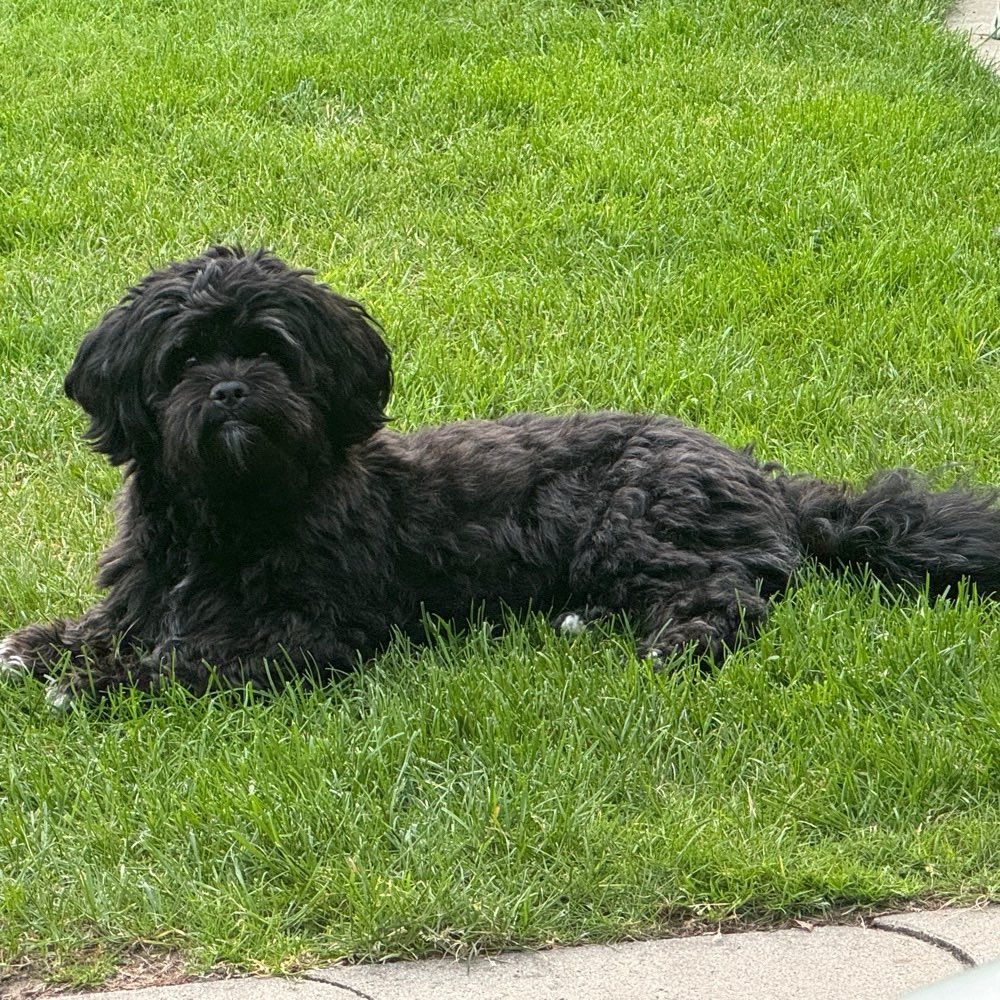 Hundetreffen-Sozialer Kontakt-Profilbild