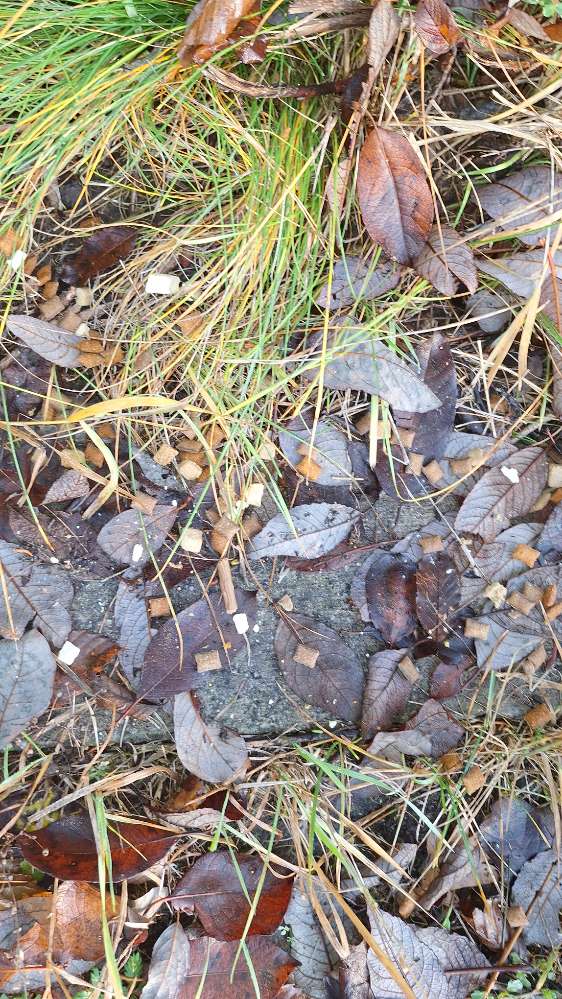 Giftköder-Verdacht Giftköder-Profilbild