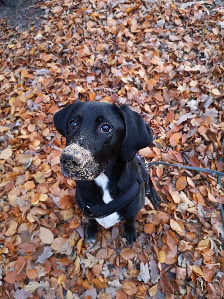 Hundetreffen-Gassirunde-Profilbild
