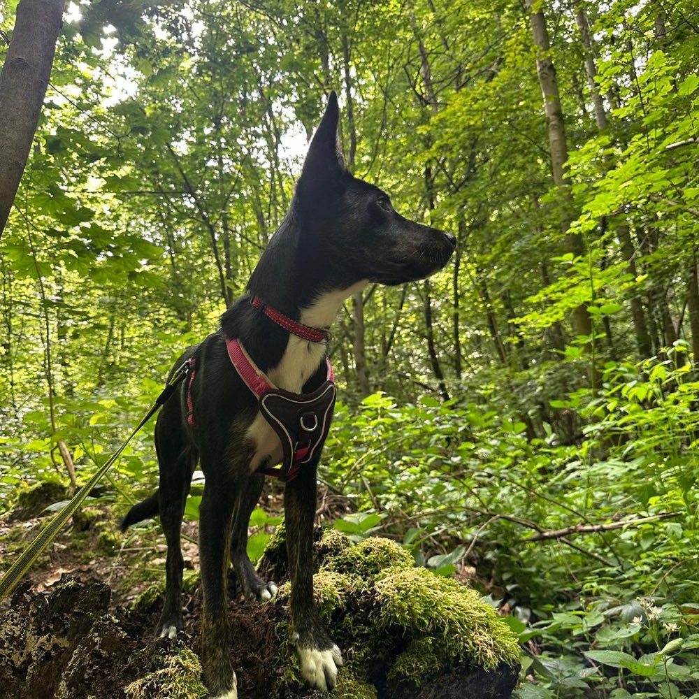 Hundetreffen-Social Walk-Profilbild