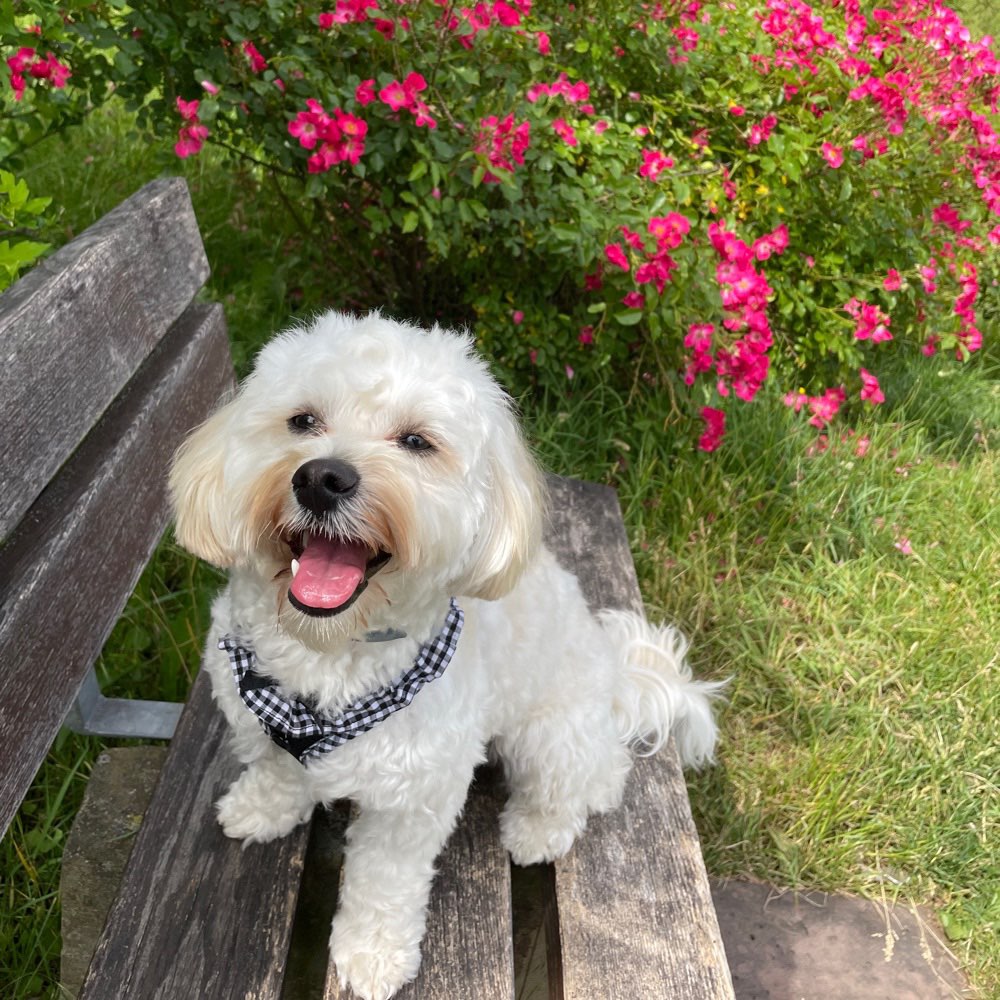 Hundetreffen-Trainingspartner gesucht-Profilbild