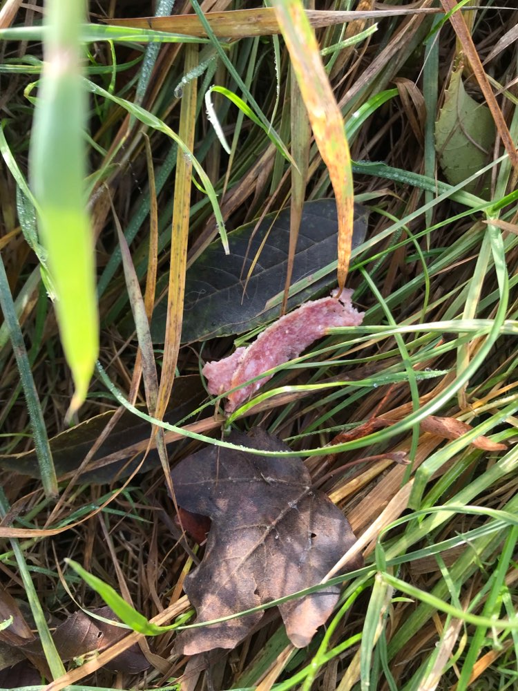 Giftköder-Salami Stücke im Feld-Profilbild