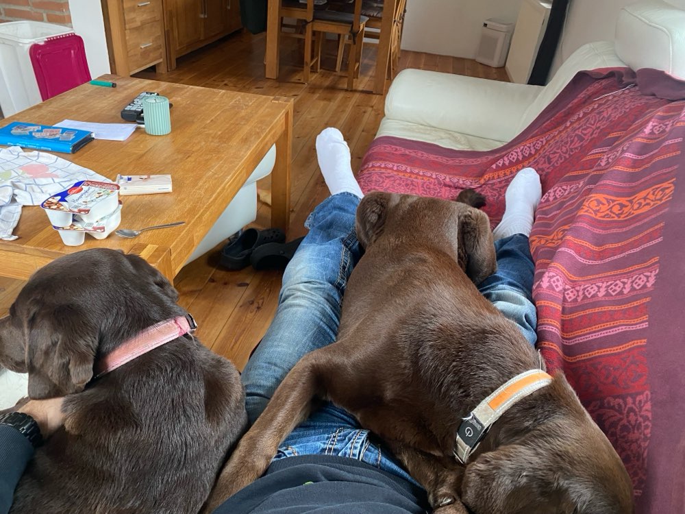 Hundetreffen-Wer hat Lust auf einen Spaziergang, aber bitte nur in der Nähe von Geithain-Profilbild