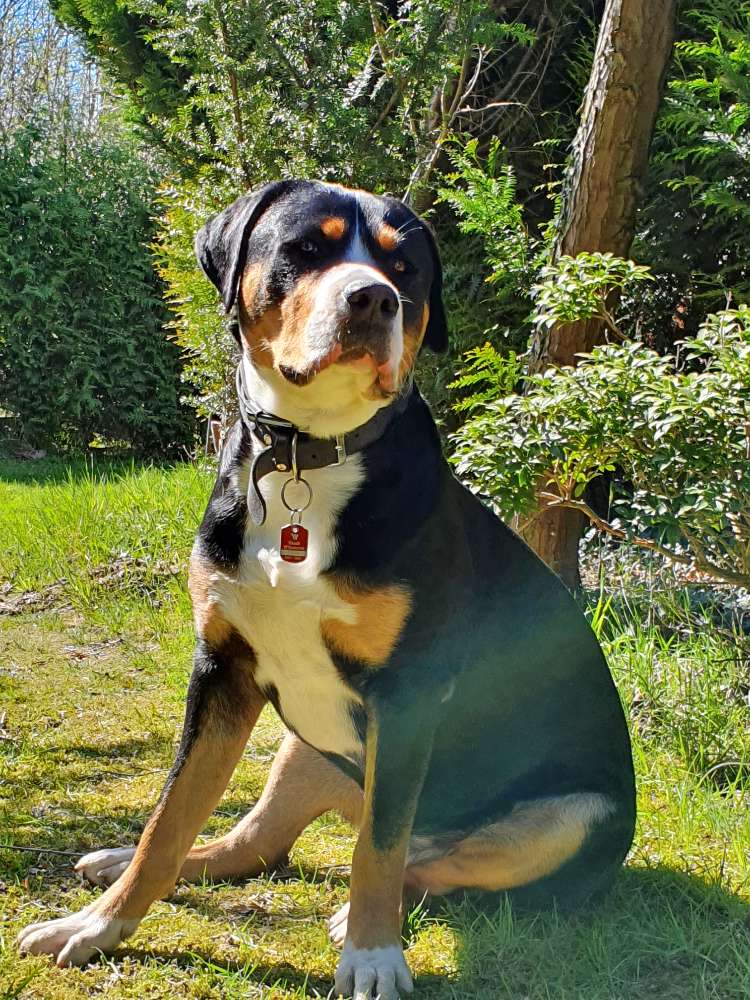 Hundetreffen-Grosser Kumpel für Balu gesucht-Profilbild