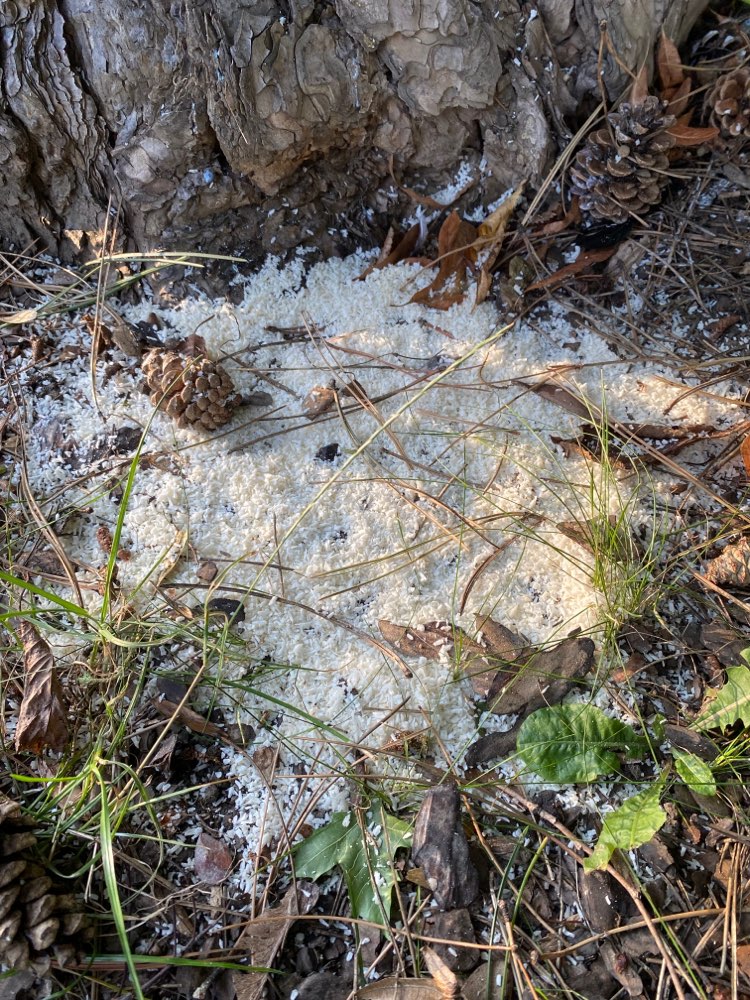 Giftköder-Weisses flockiges Pulver-Profilbild