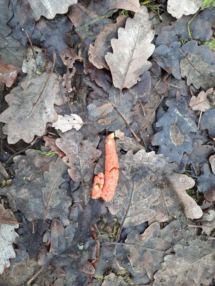 Giftköder-Giftköderverdacht-Profilbild