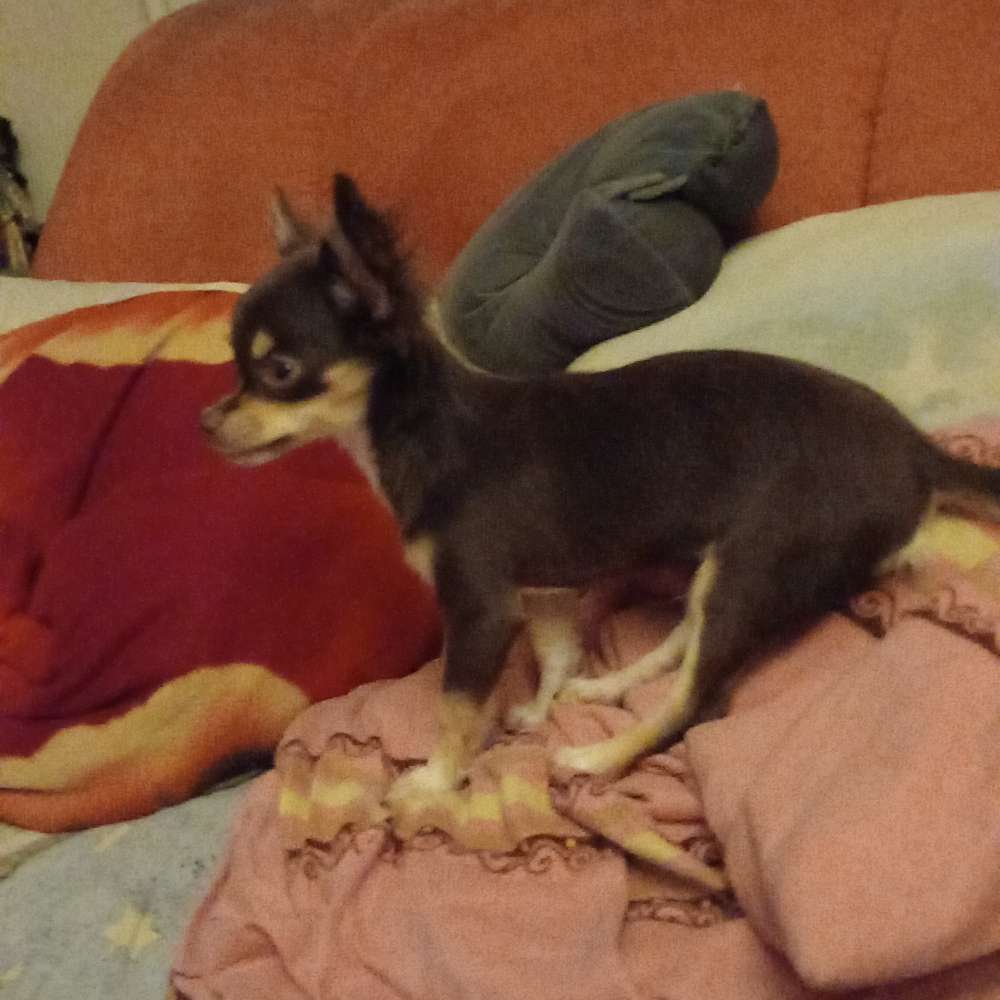 Hundetreffen-Ja-Profilbild