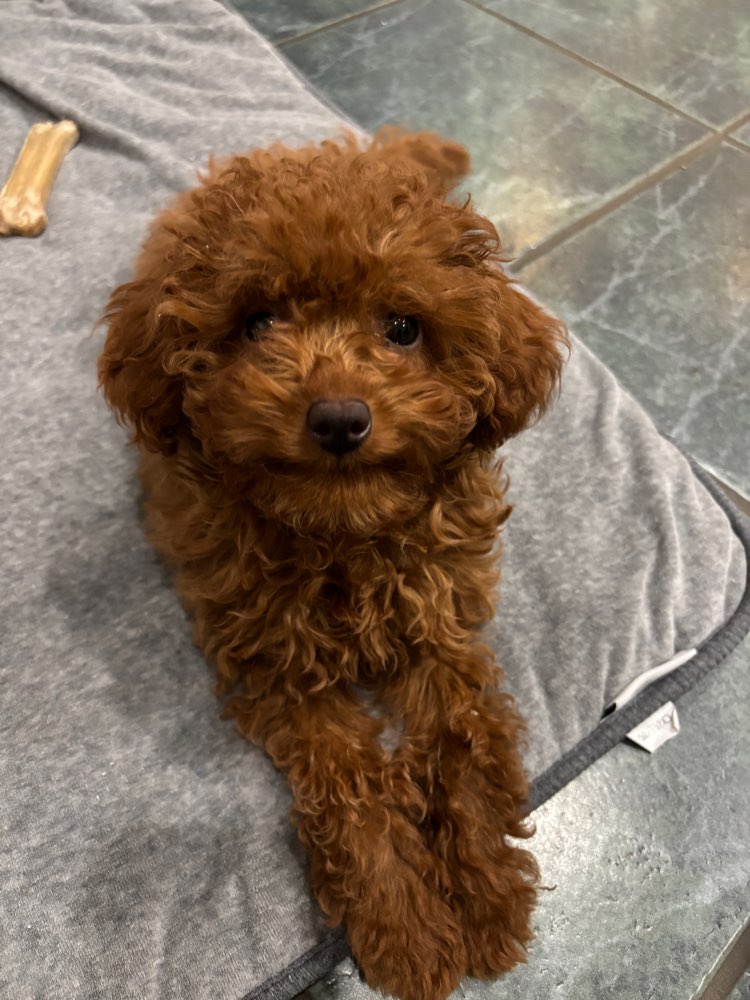 Hundetreffen-Welpen-Treffen gesucht – Raum Salzkotten-Profilbild