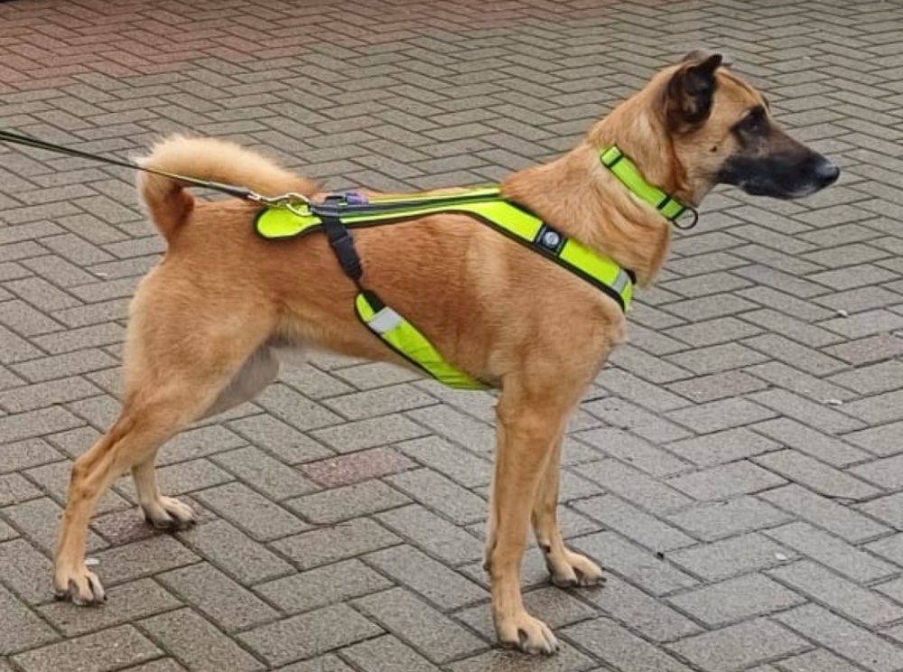 Hundetreffen-Mantrailing-Profilbild