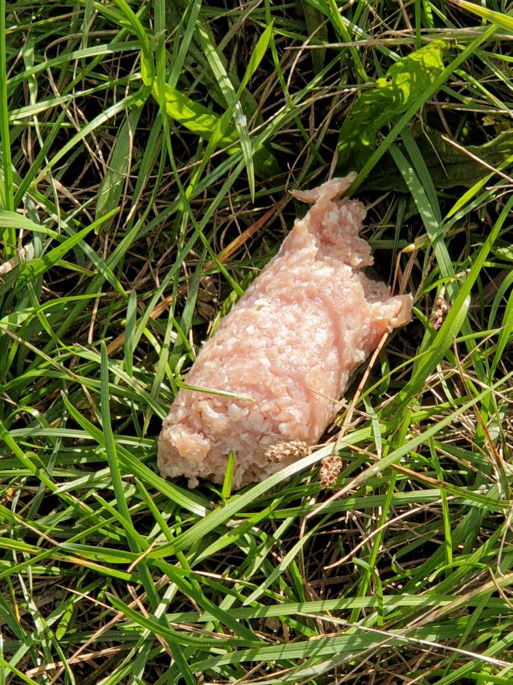 Giftköder-Potentieller Giftköder-Profilbild