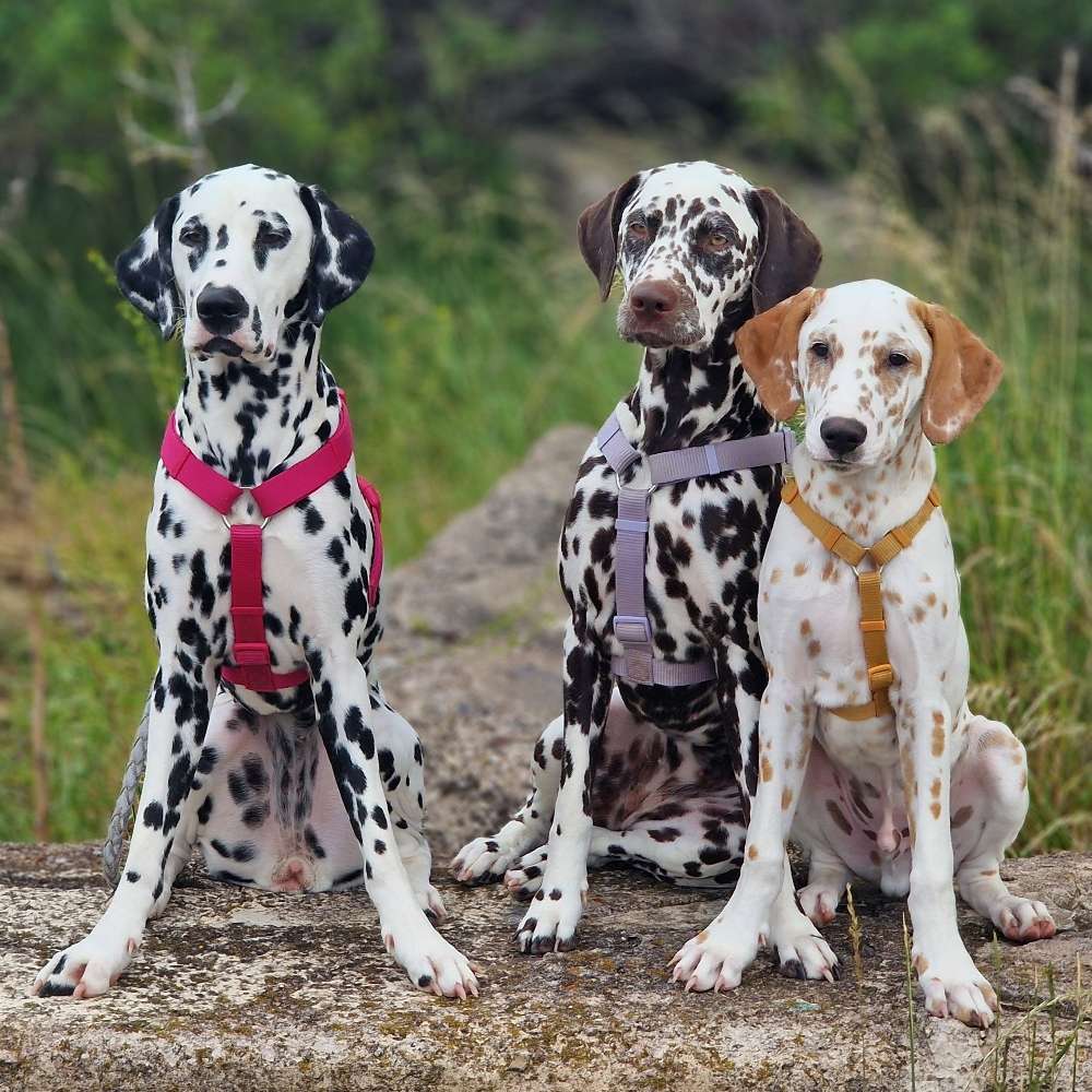 Hundetreffen-Spaziergang und Spielen-Profilbild