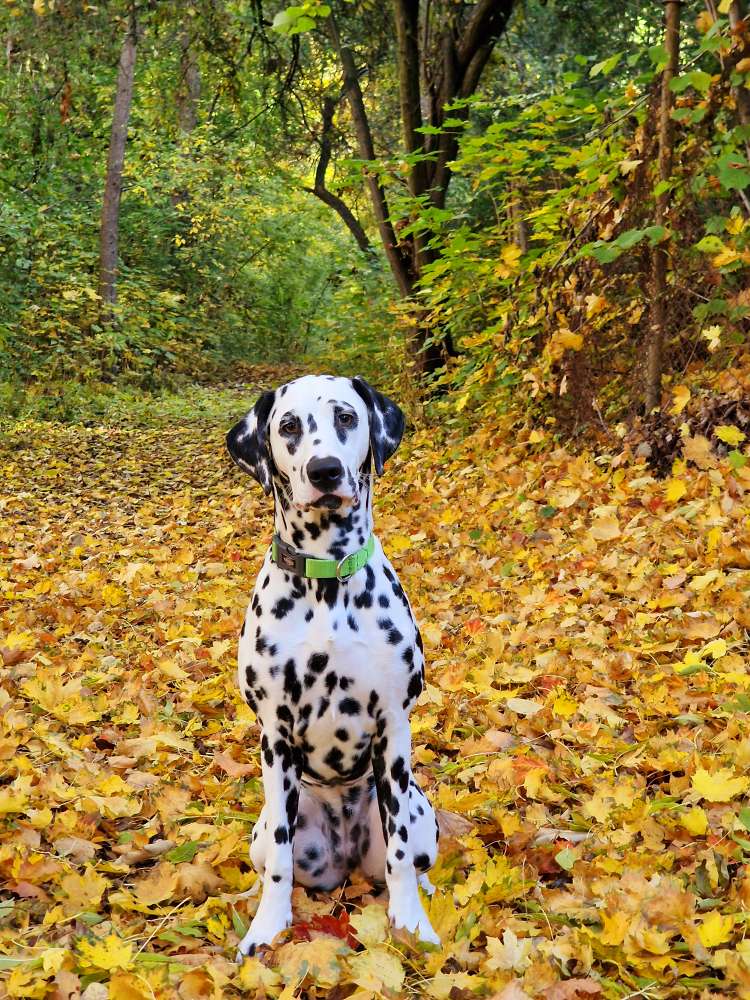 Hundetreffen-Spaziergang und Spielen-Profilbild