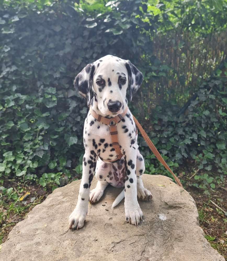 Hundetreffen-Wer hat Lust auf ein Spaziergang-Profilbild