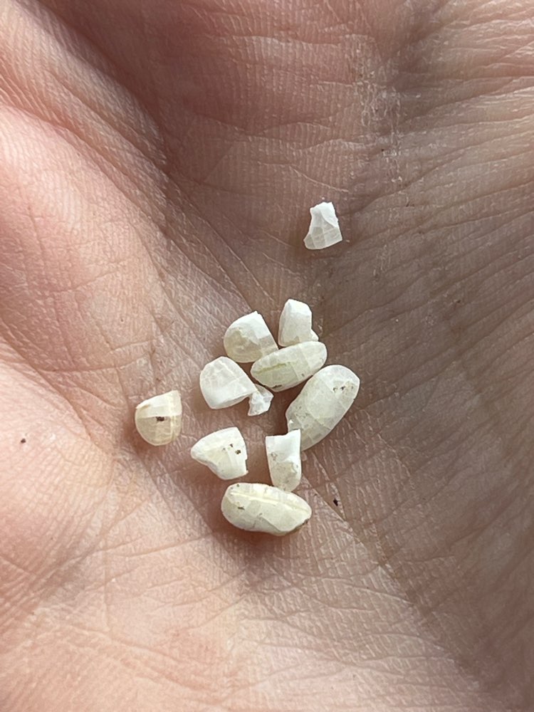 Giftköder-Rattengift verteilt am Wegrand-Profilbild