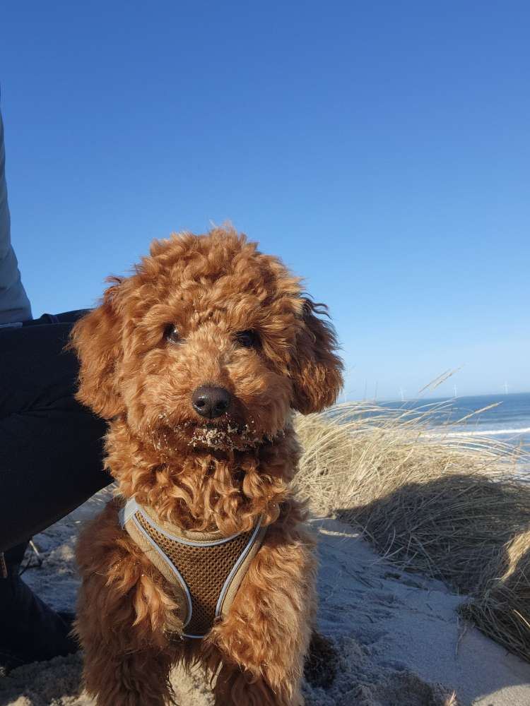 Hundetreffen-Junghunde / kleine Hunde Spiel/Spaziergang-Profilbild