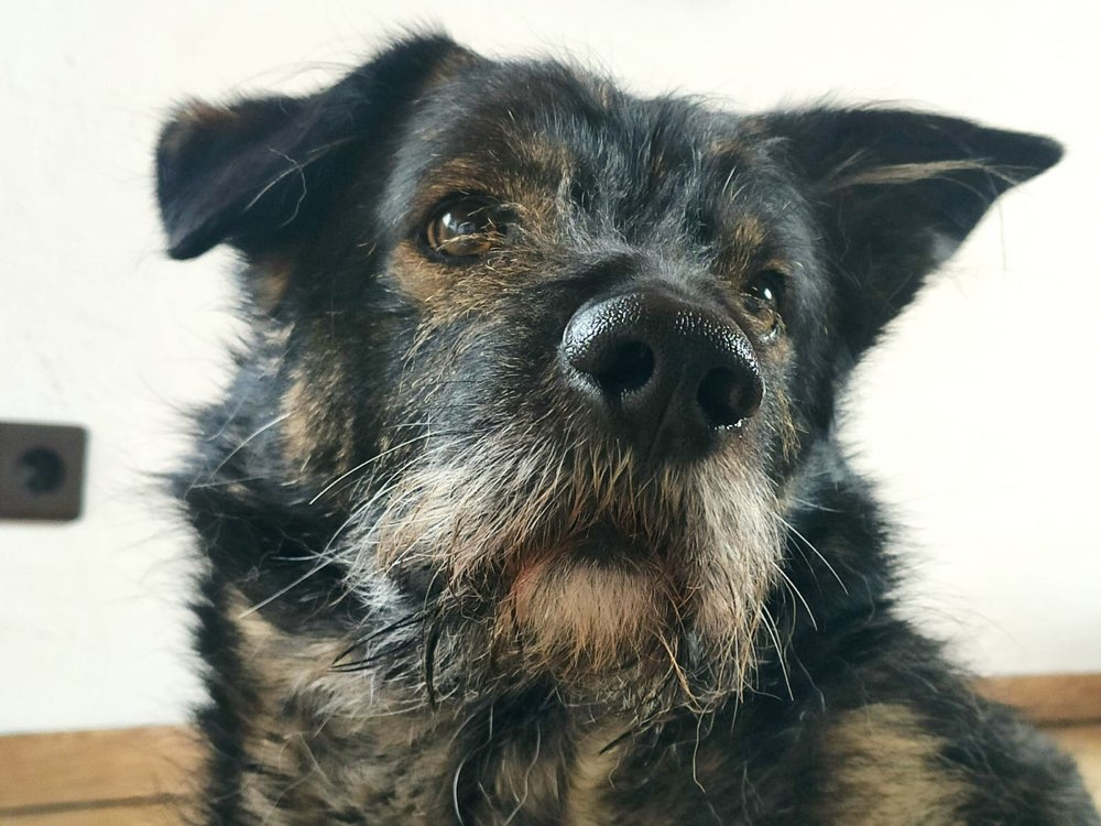 Hundetreffen-Hundefreundin zum Toben gesucht-Profilbild