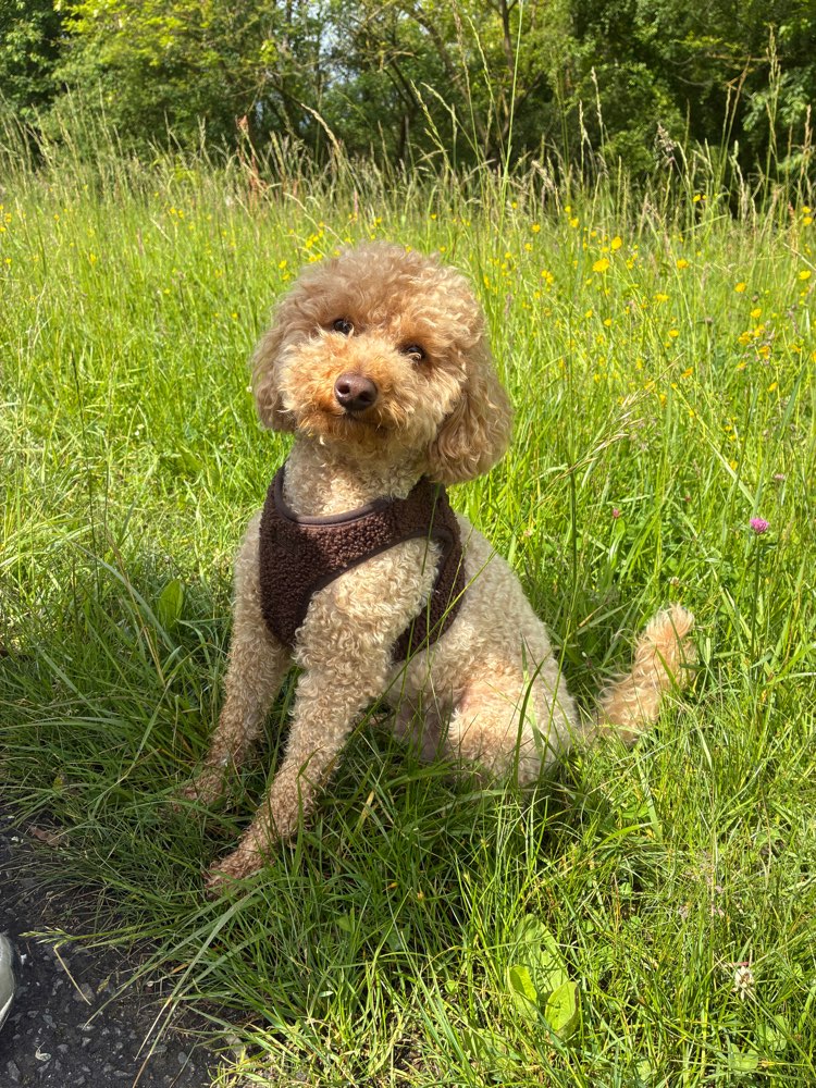 Hundetreffen-Playdate/Gassirunde-Profilbild
