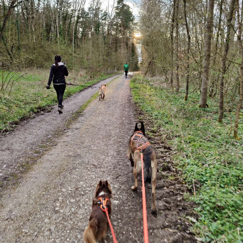 Hundetreffen-Lauf! Mit Hund 🐕-Profilbild