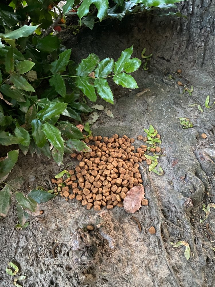 Giftköder-Ausgelegtes Trockenfutter am Wegesrand-Profilbild