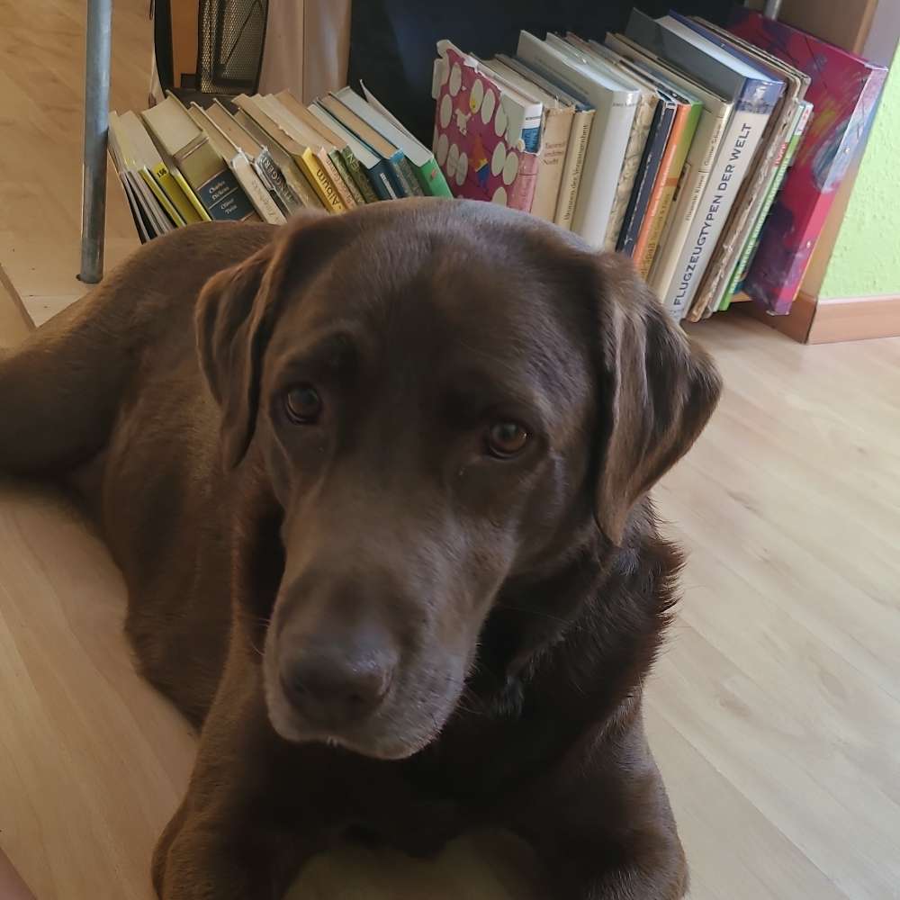 Hundetreffen-Spielen und toben-Profilbild