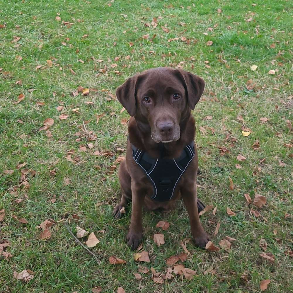 Hundetreffen-Spielen in Jena-ost-Profilbild