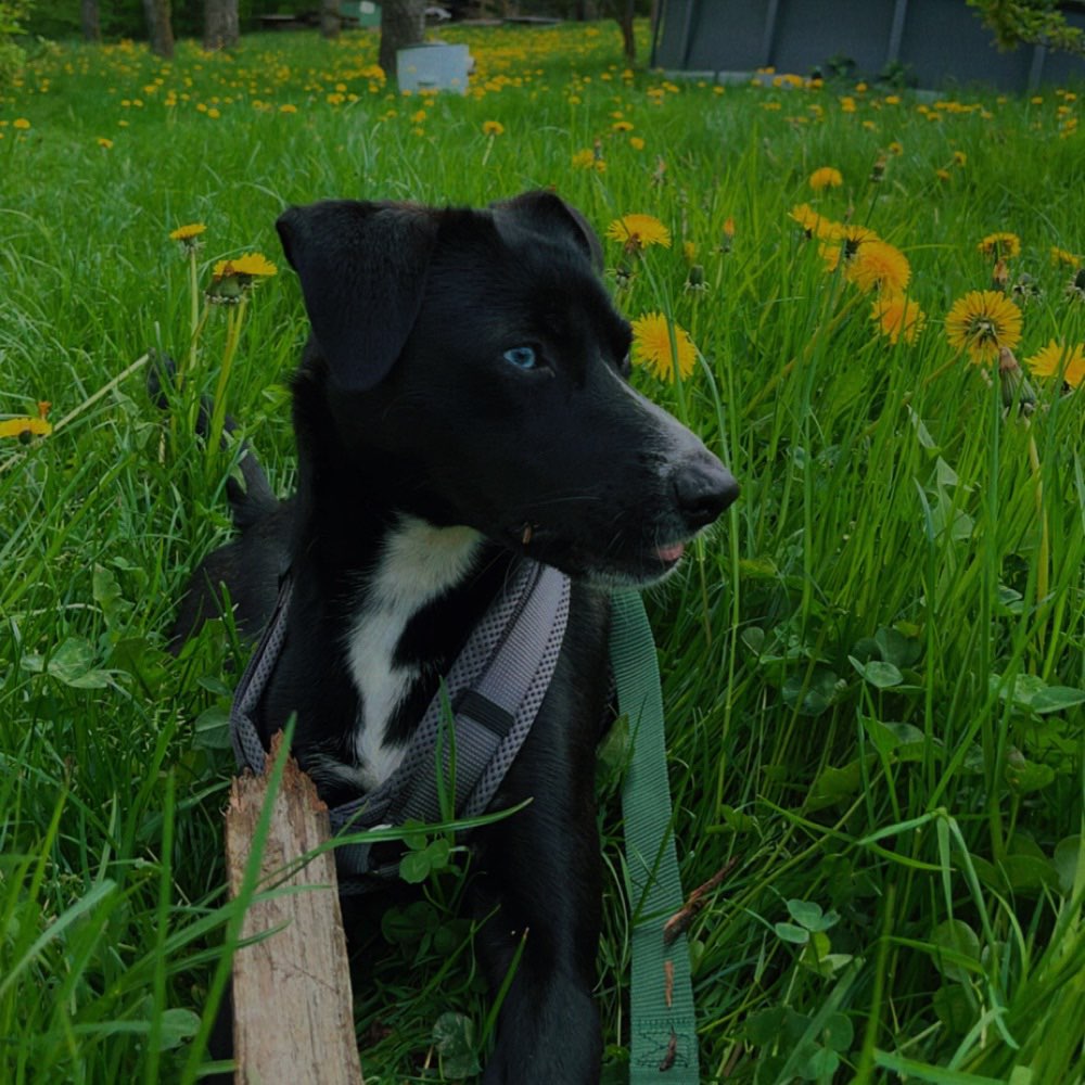 Hundetreffen-Suche Freunde zum spielen-Profilbild