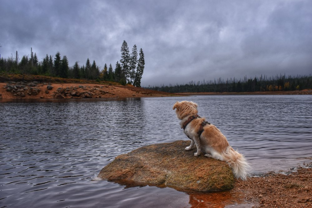 Hundetreffen-Gemeinsames Gassi/Social Walk-Profilbild