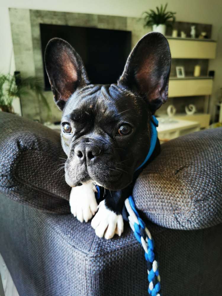 Hundetreffen-Laufen und spielen in Bückeburg-Profilbild