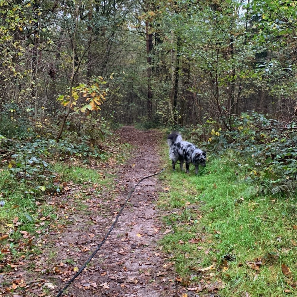 Hundetreffen-Gemeinsame Spaziergänge/Training-Profilbild