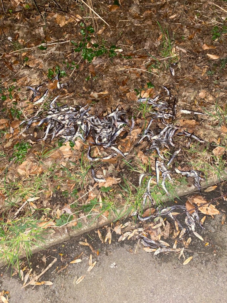 Giftköder-Tote Fische auf dem Grünstreifen-Profilbild