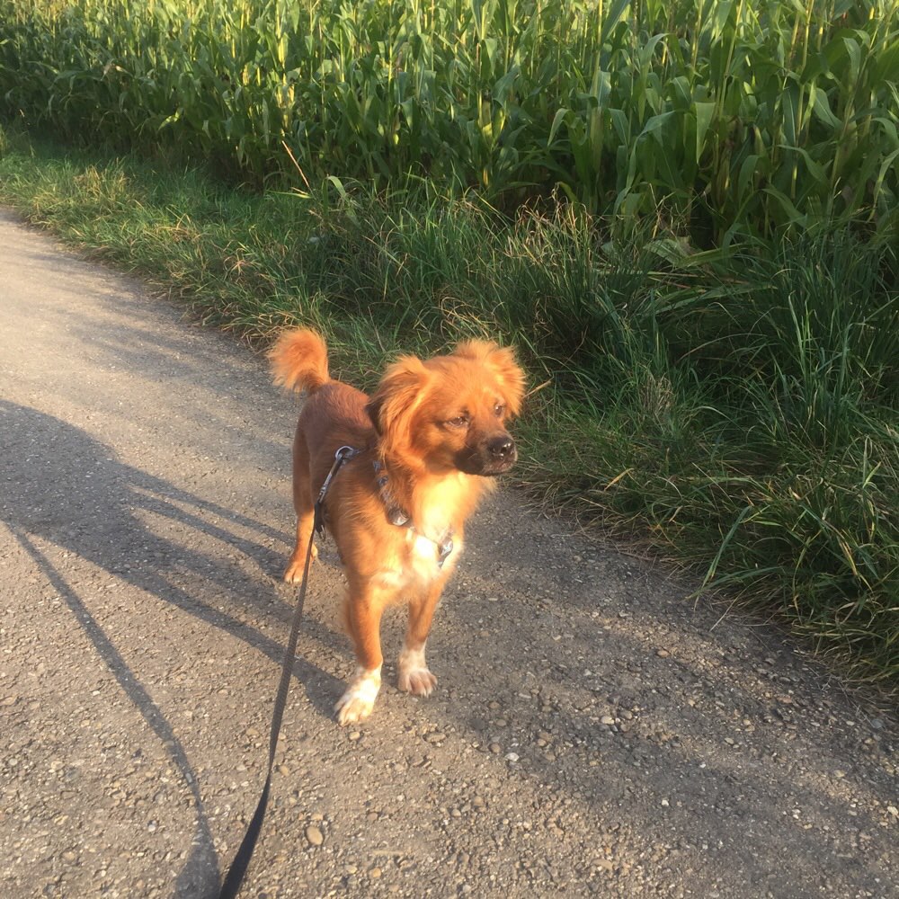 Hundetreffen-Gemeinsame Gassirunde-Profilbild