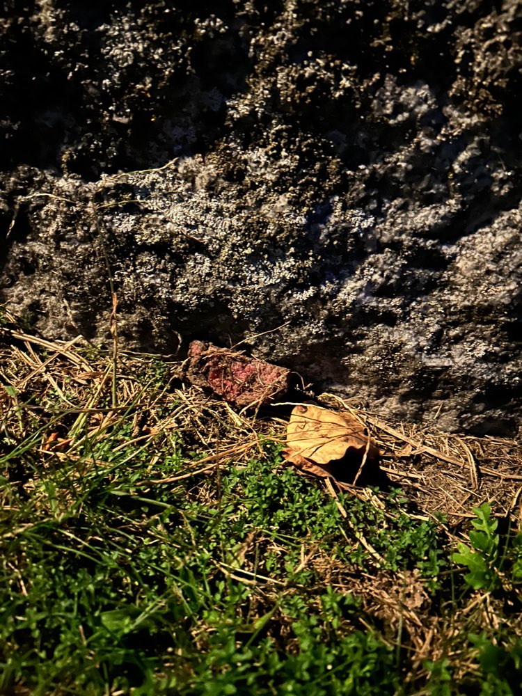 Giftköder-Möglicher Giftköder-Profilbild