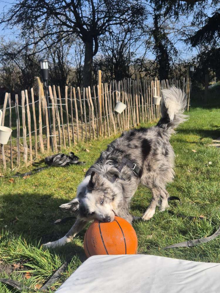 Hundetreffen-Gassirunde in Roetgen und Umgebung 🌳-Profilbild