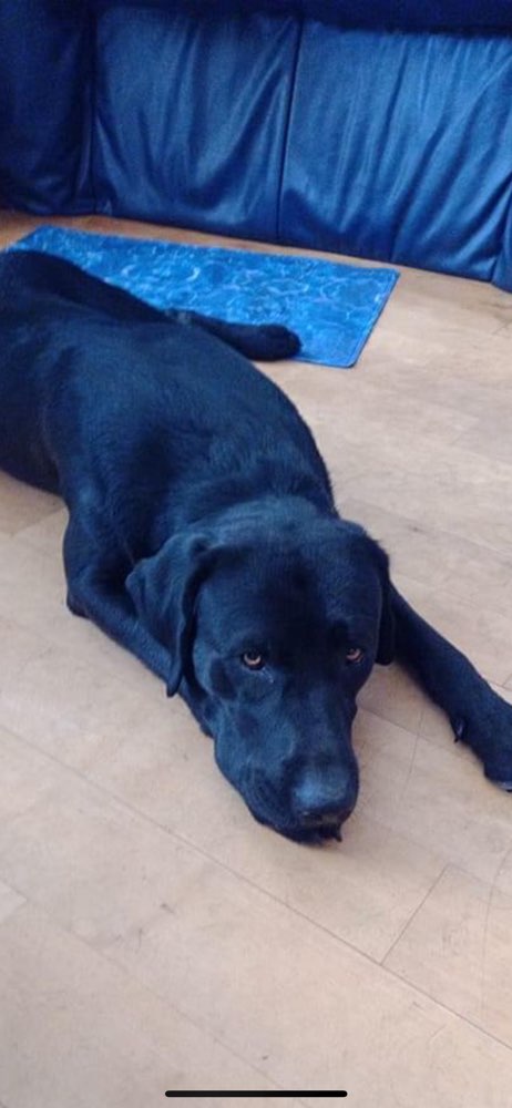 Hundetreffen-Zum Spielen und Austausch-Profilbild