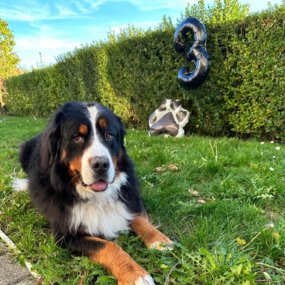 Hundetreffen-Spazieren und spielen-Profilbild