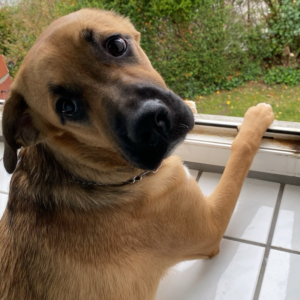 Hundetreffen-Gemeinsamer Spaziergang-Profilbild