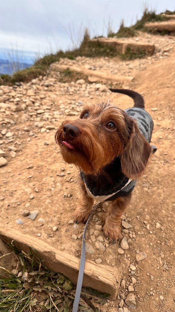 Hundetreffen-Social Walks im Murgtal-Profilbild
