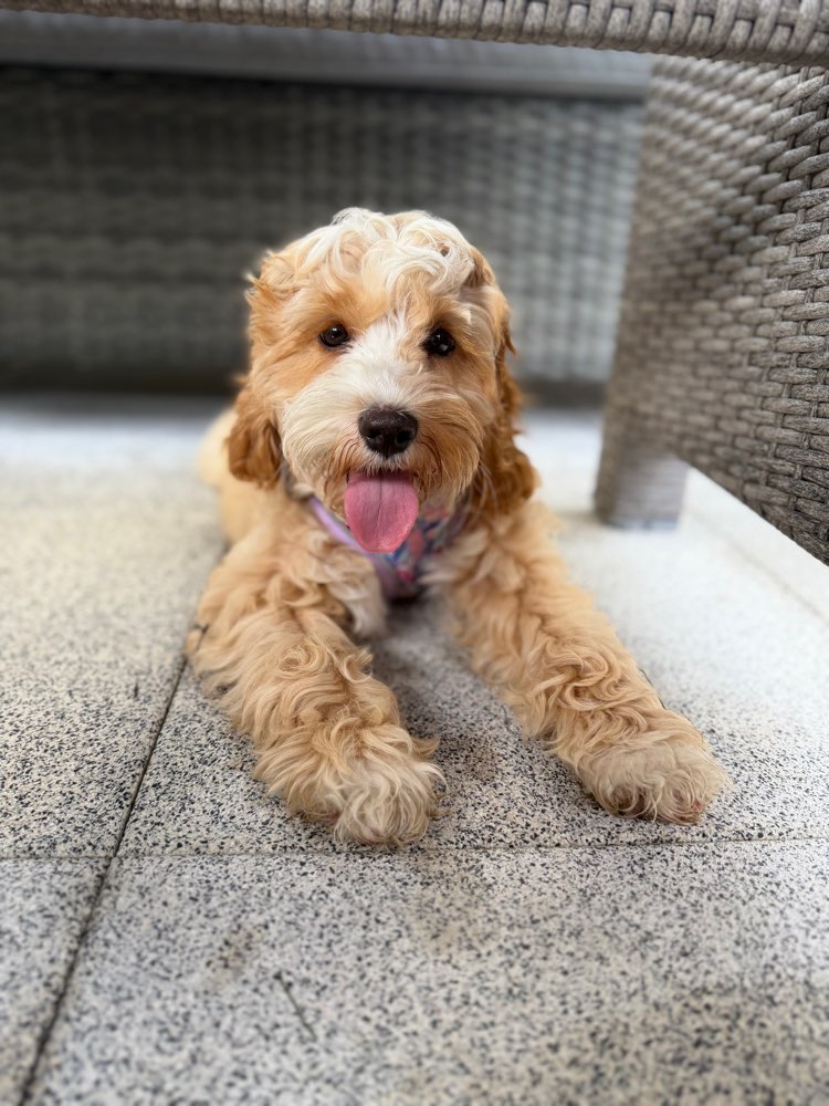 Hundetreffen-Welpentreffen-Profilbild