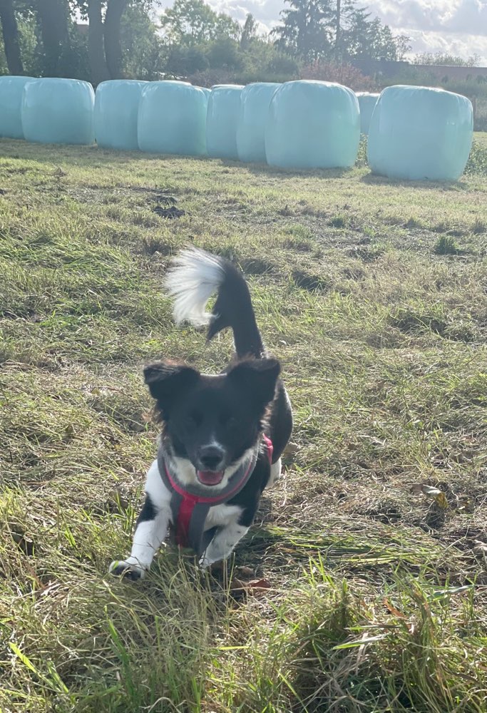 Hundetreffen-Hundetreff zum spielen,lernen und Austausch-Profilbild