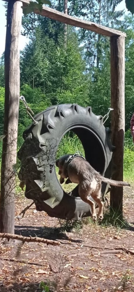 Hundetreffen-Agility-Park-Ausflug Schwanewede – Wer ist dabei, bevor der Schmuddelherbst startet?-Profilbild