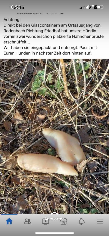 Giftköder-Hähnchen-Profilbild