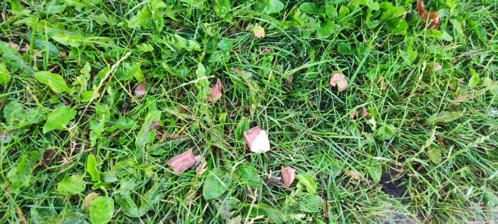 Giftköder-kleingeschnitte Fleischstücke-Profilbild