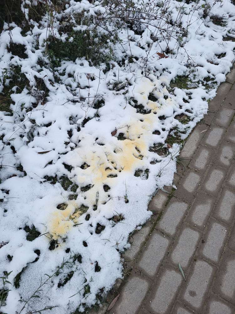 Giftköder-Nicht definierbare Substanz im Schnee-Profilbild